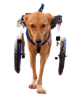 Dog with wheelchair image without background