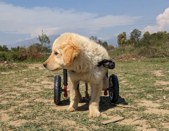 Cute Puppy walking With Puppy With Chair