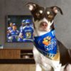 Dog wearing Team Mumbai Scarf