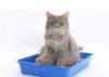 Cat with Litter Box