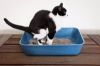 Cat using litter in the cat litter box