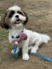 Hand Embroidered Quilted Bows for Pets