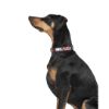 Zoomiez Drip Printed Dog Collar