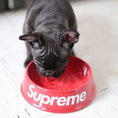 Black Colour Dog Drinking water from Red Colour Water Bowl 