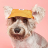 Dog wearing Classic Pet Hat Front View