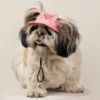 Log Hair Short Dog wear a Classic Pet Hat 