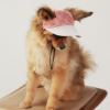 Close Top view of a dog who wear a gg printed cap