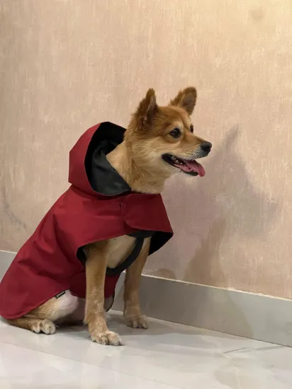 Dog wear a Maroon Windcheater Side View